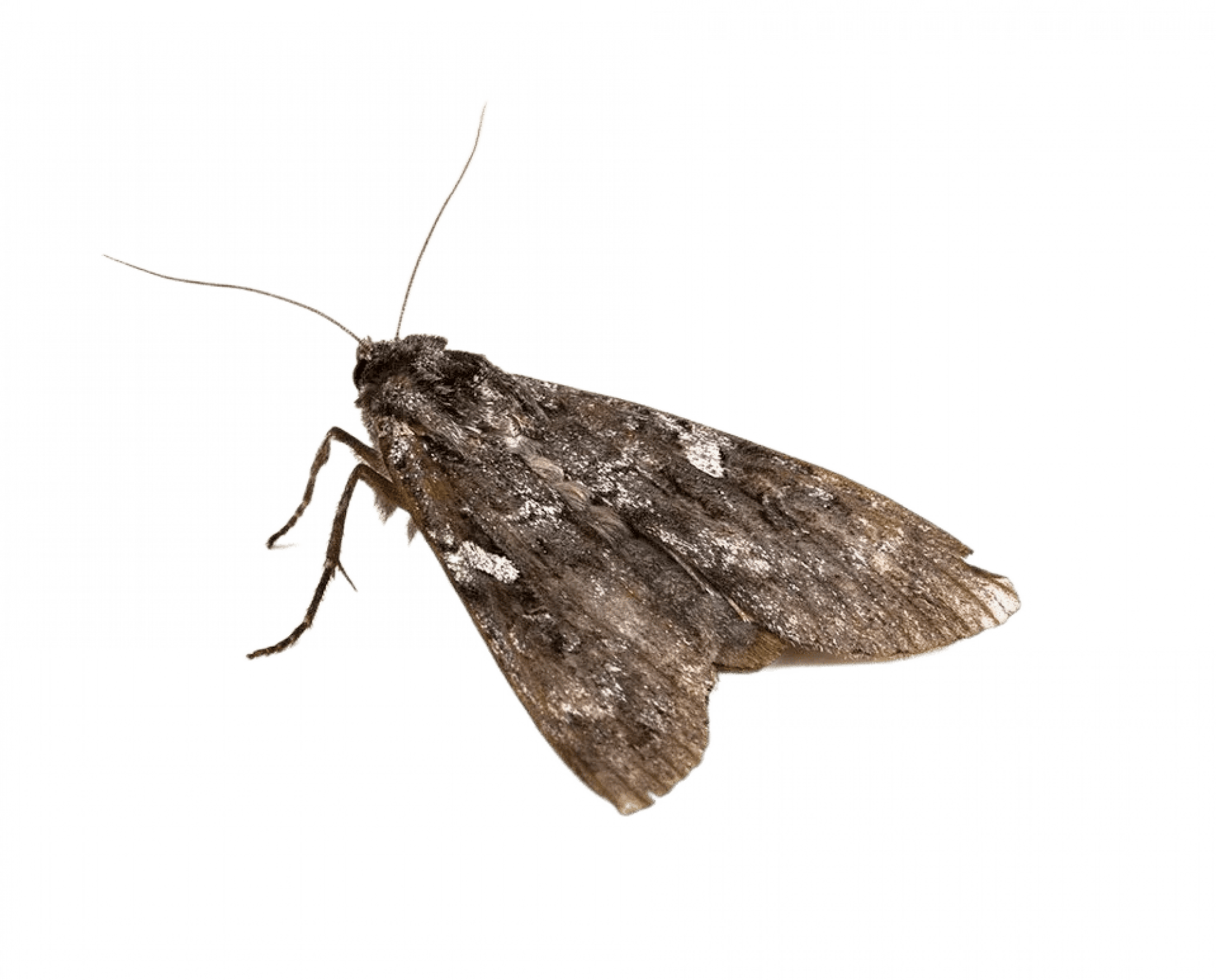 Уничтожение моли в Москве