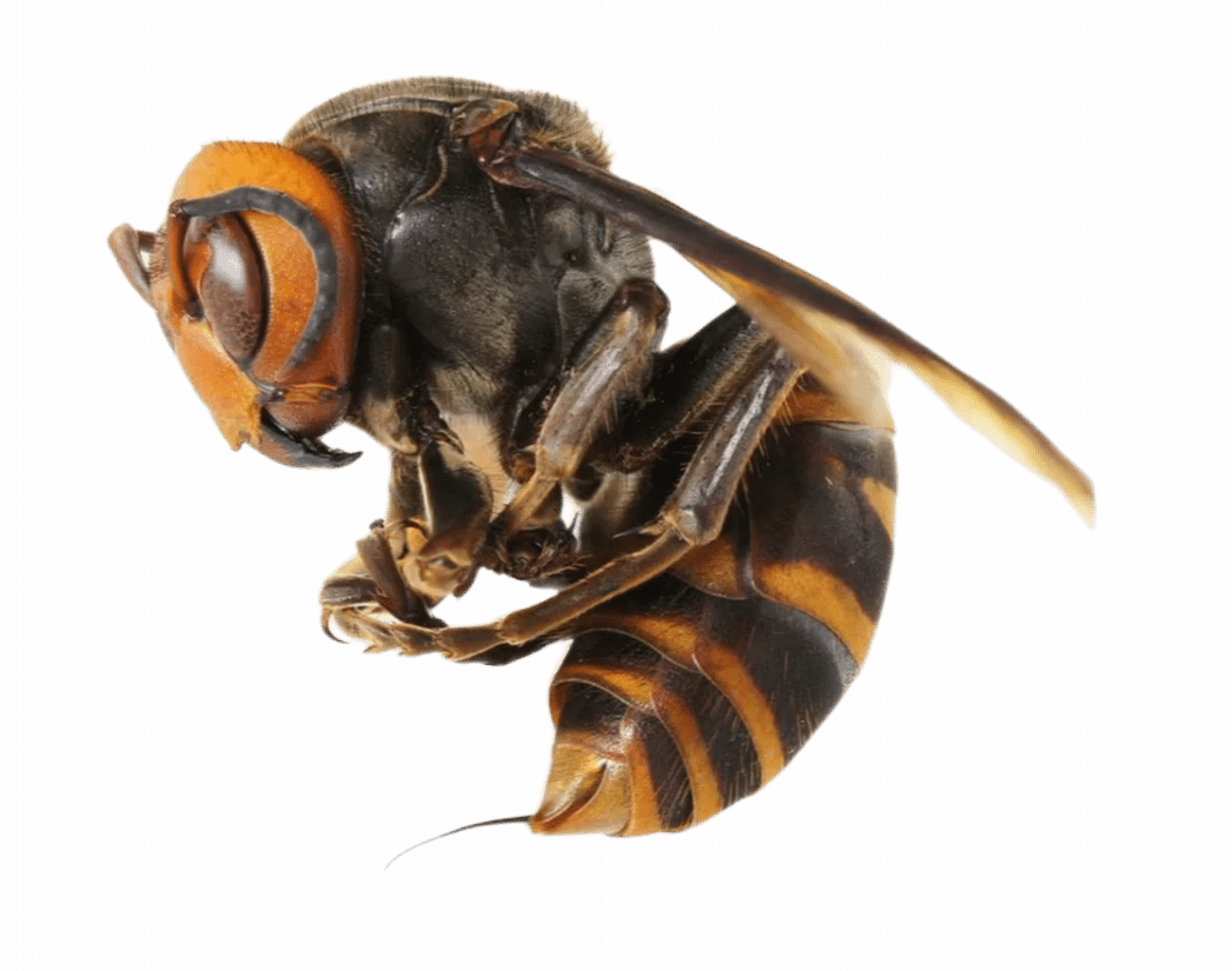 Уничтожение шершней в Москве