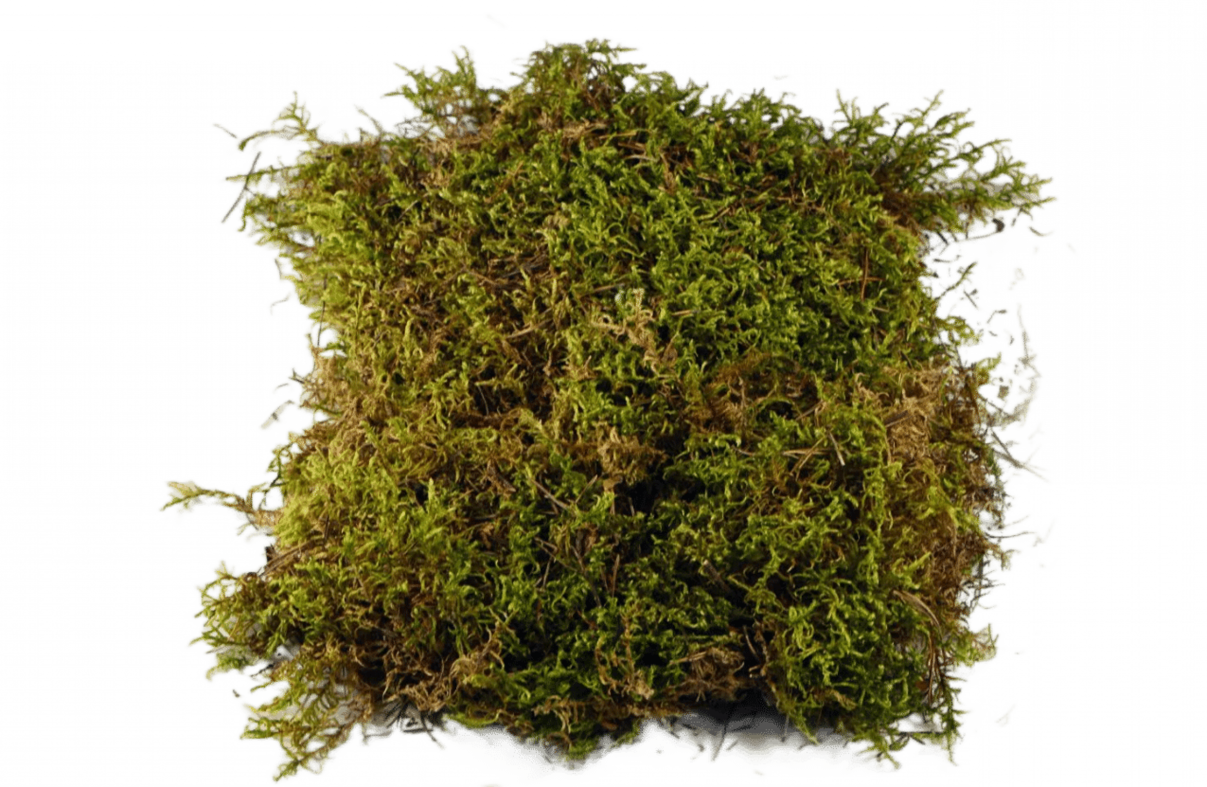 Уничтожение мха в Санкт-Петербурге