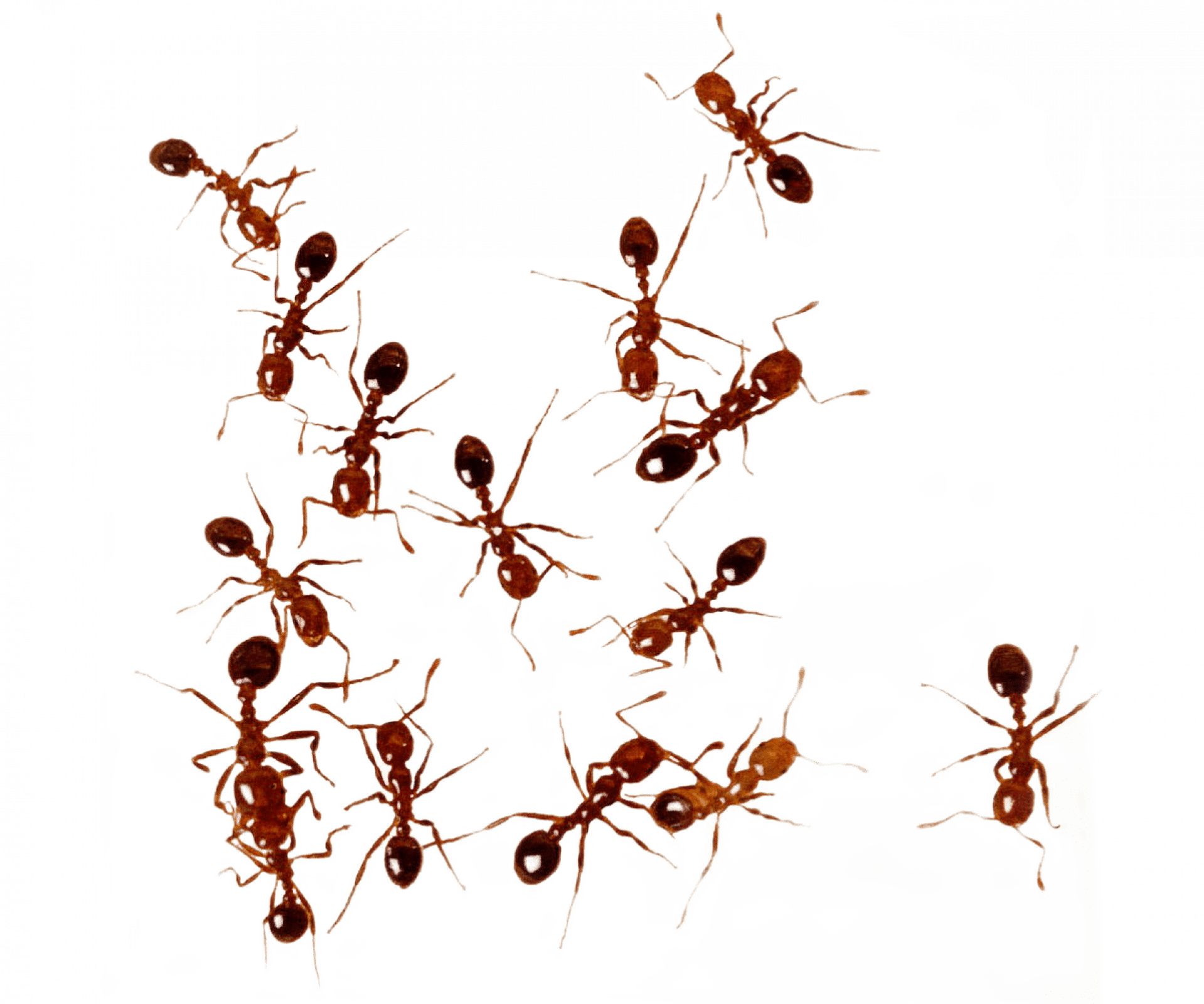 Уничтожение муравьев в Москве