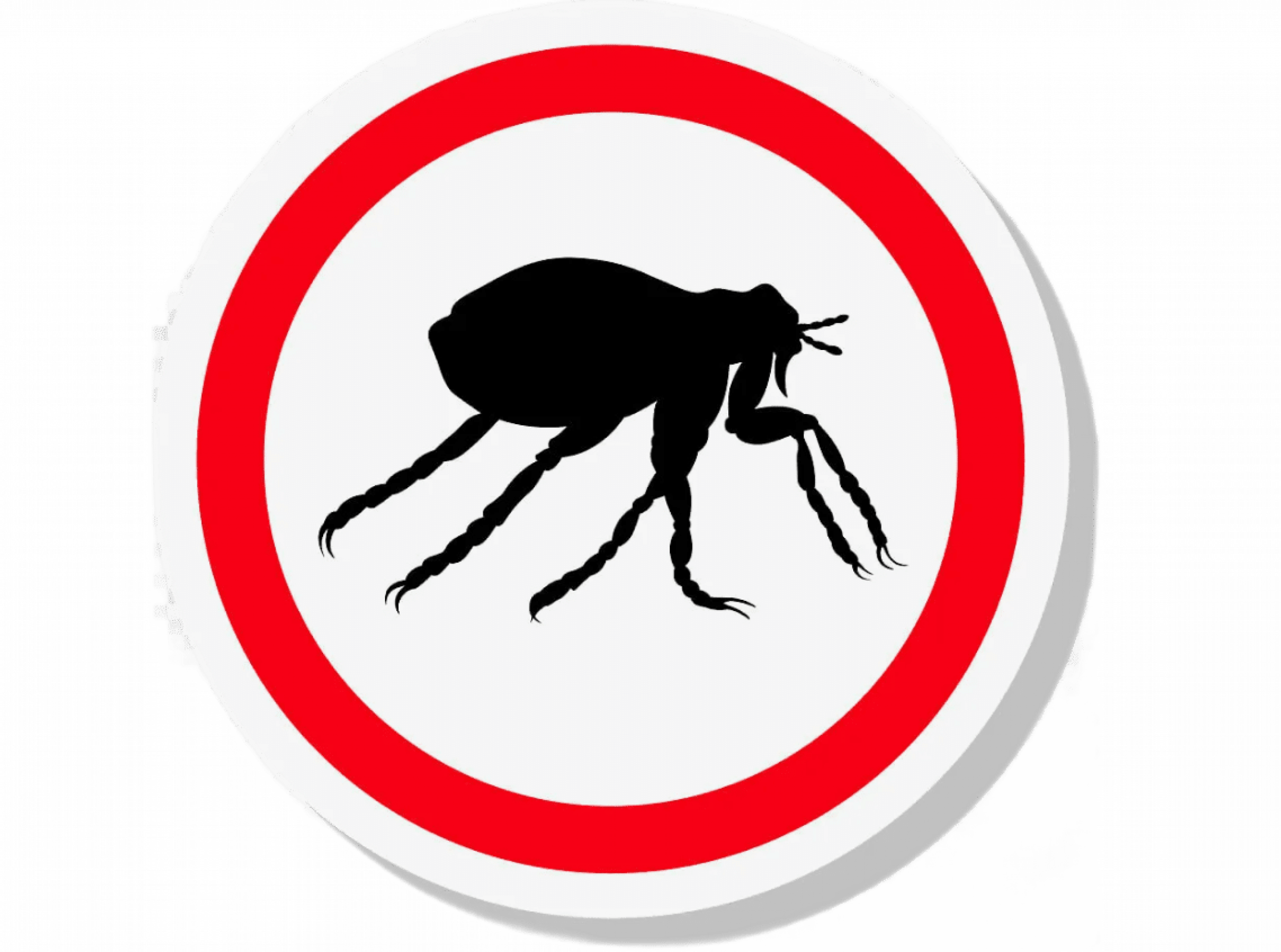 Уничтожение блох в Москве