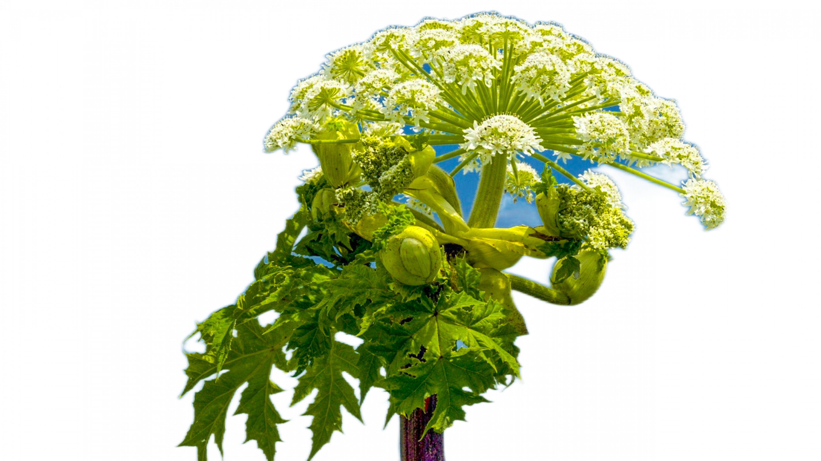 Уничтожение борщевика в Москве