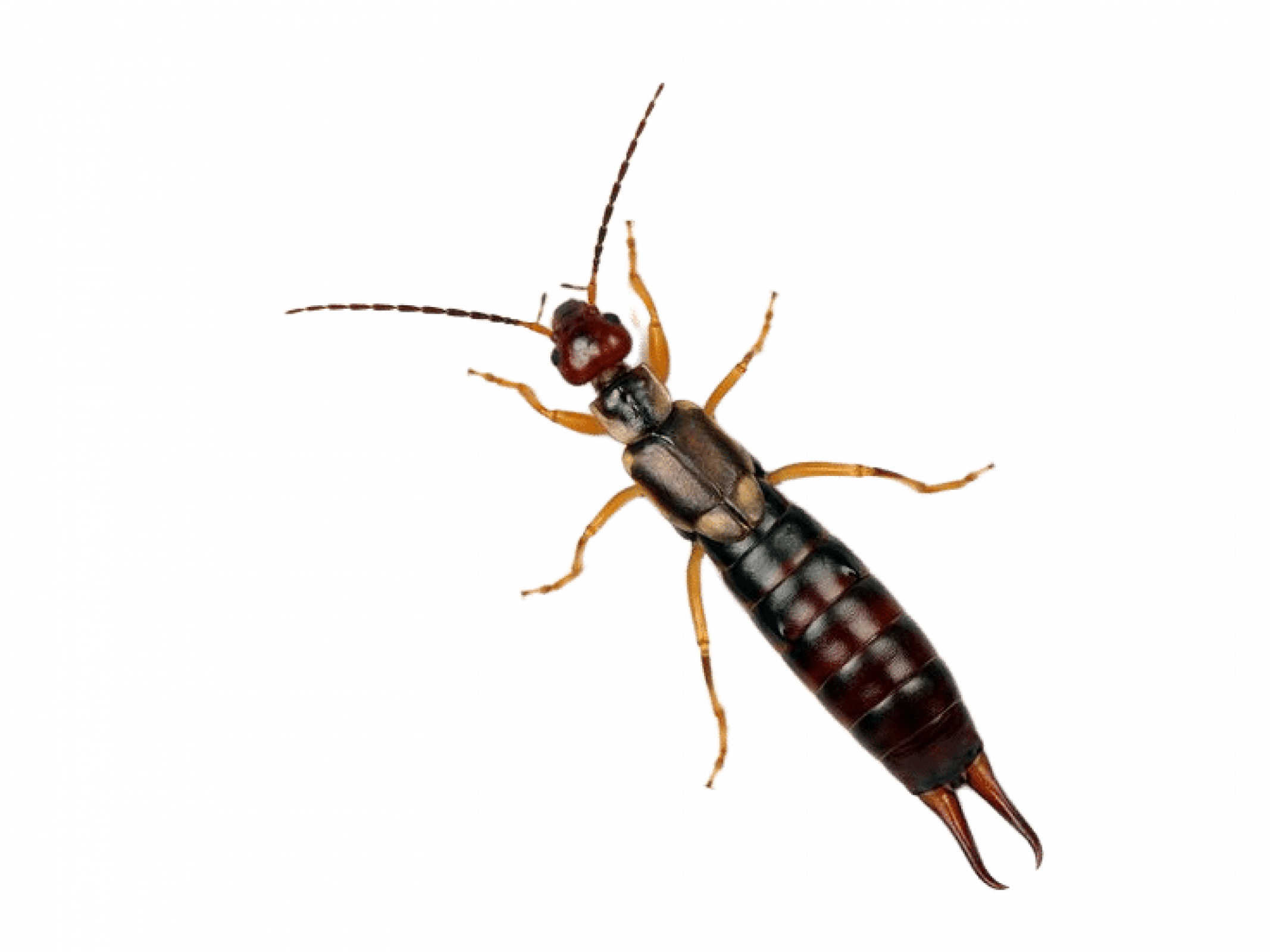 Уничтожение уховерток в Москве