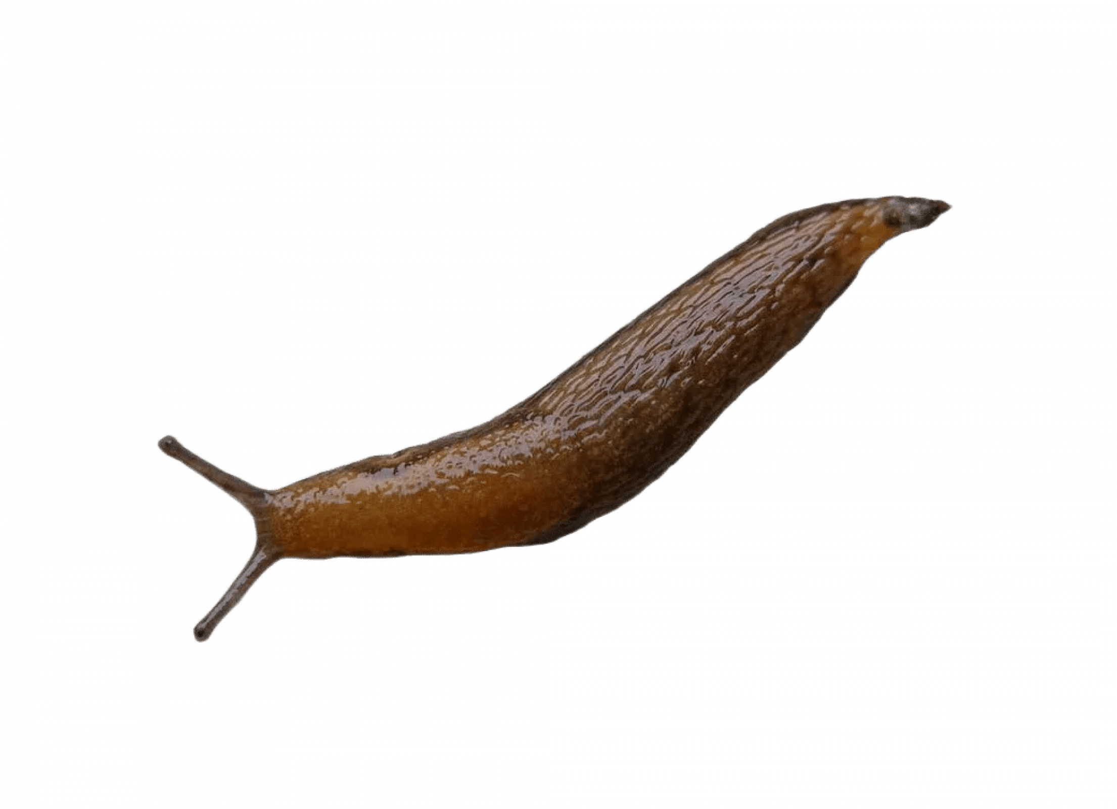 Уничтожение слизняков в Санкт-Петербурге