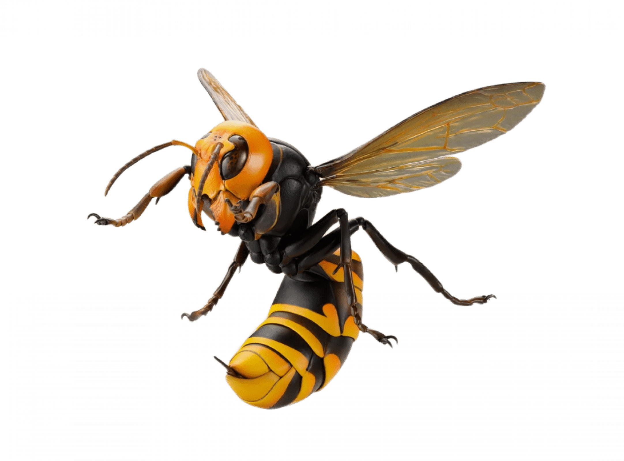 Уничтожение шершней в Санкт-Петербурге