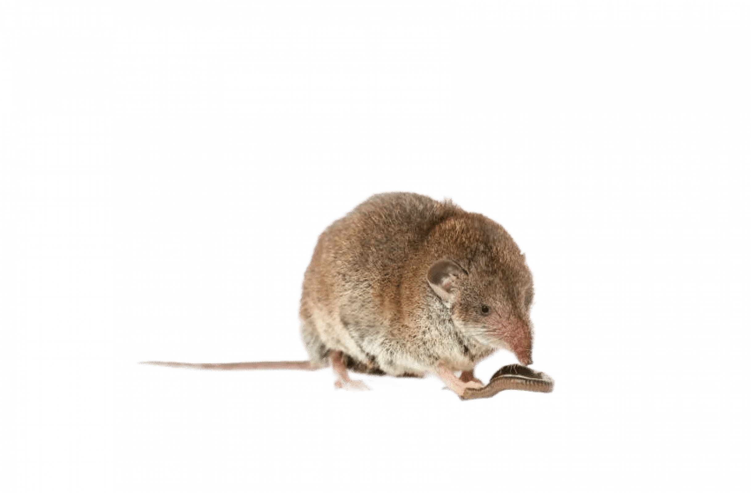 Уничтожение землероек в Санкт-Петербурге