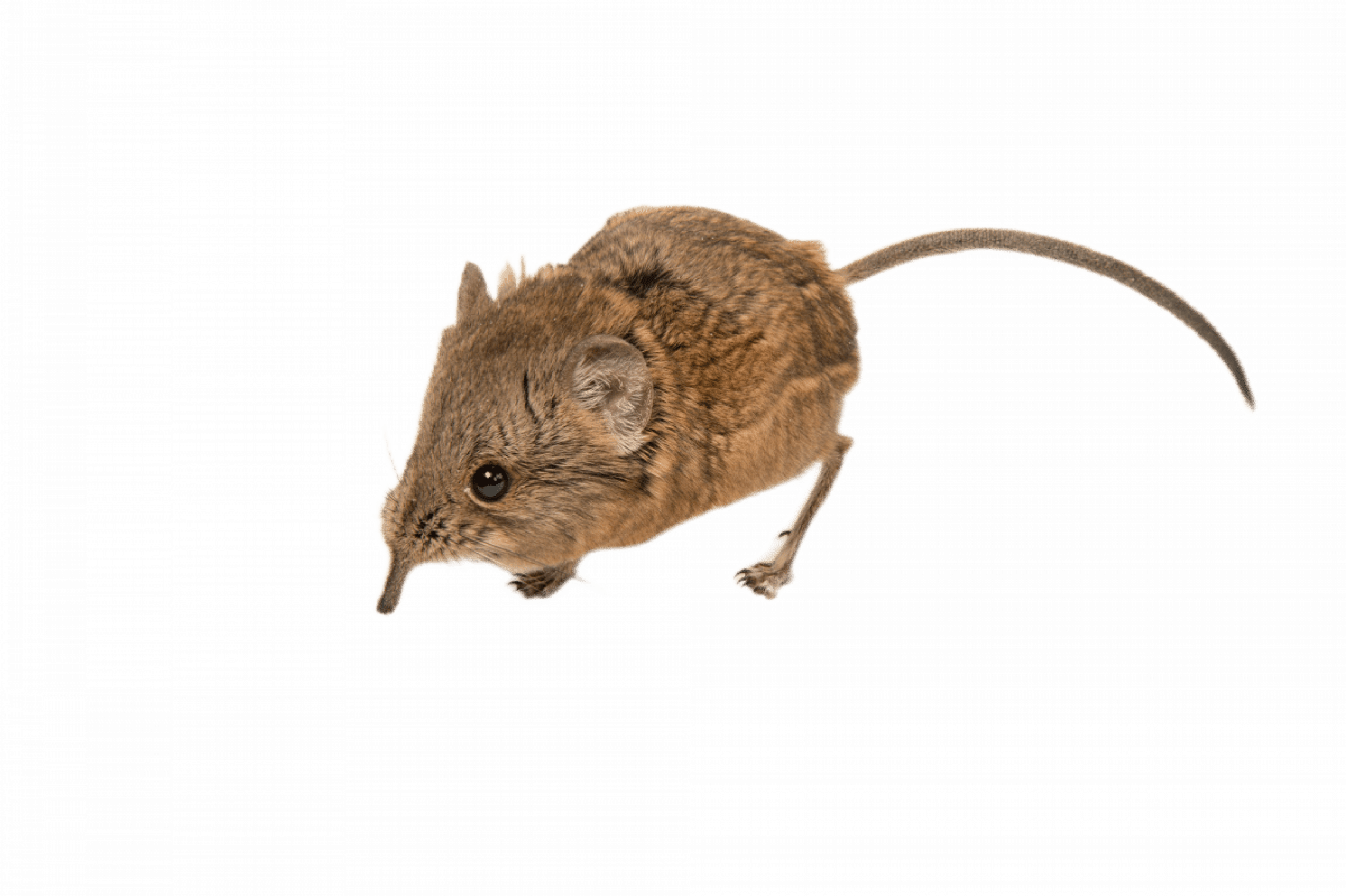 Уничтожение землероек в Москве