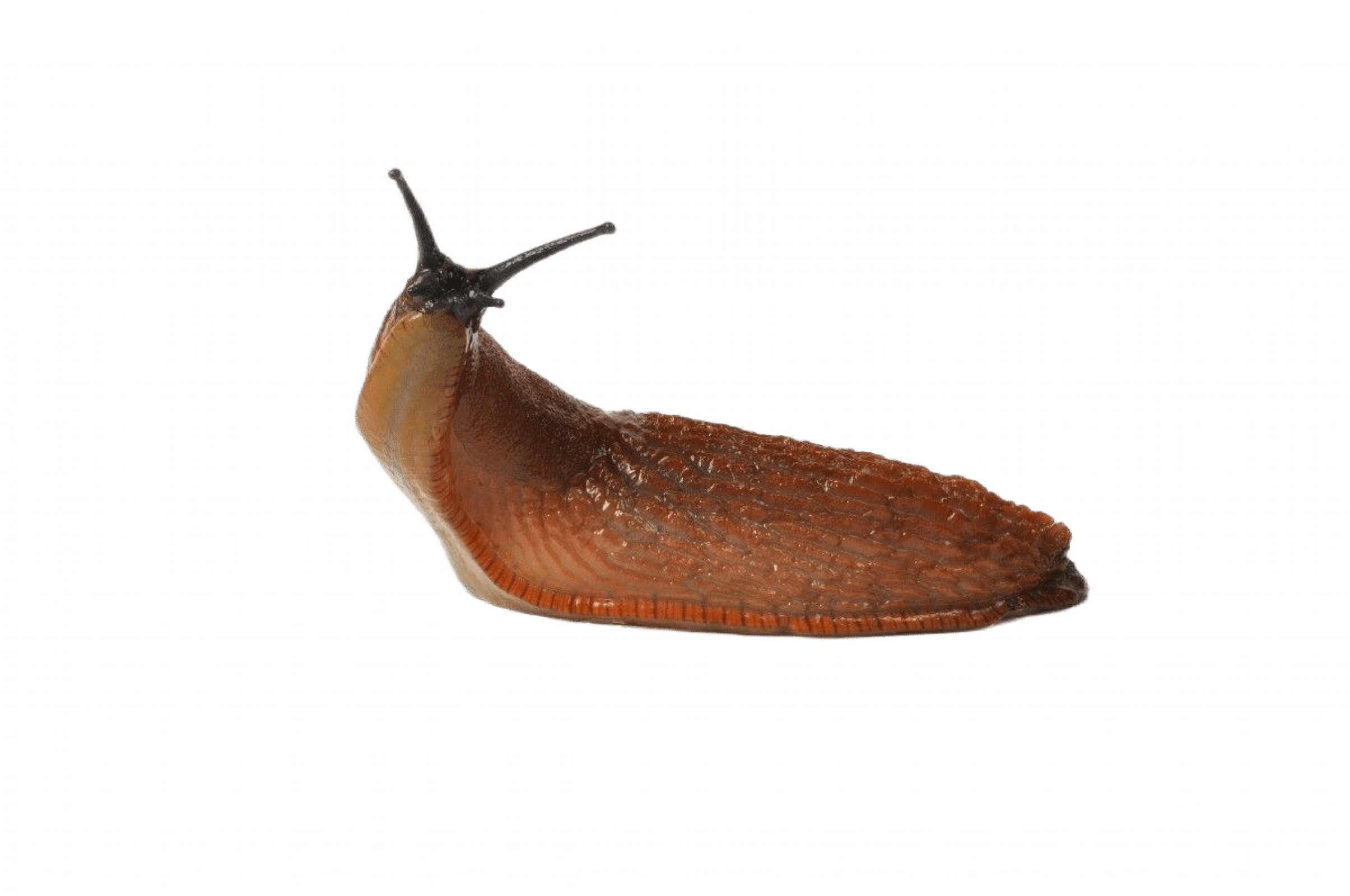 Уничтожение слизняков в Москве