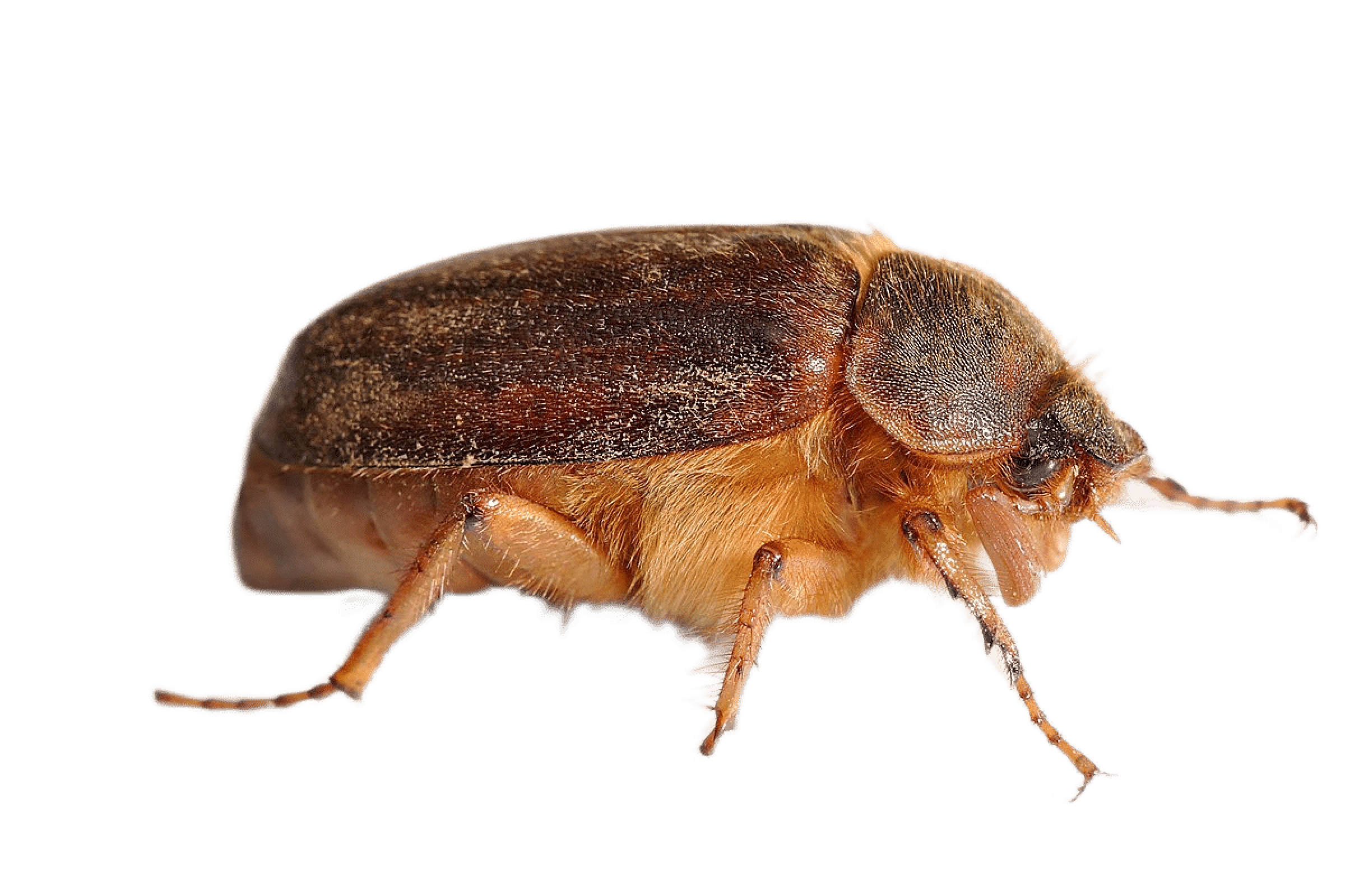 Уничтожение короеда в Москве