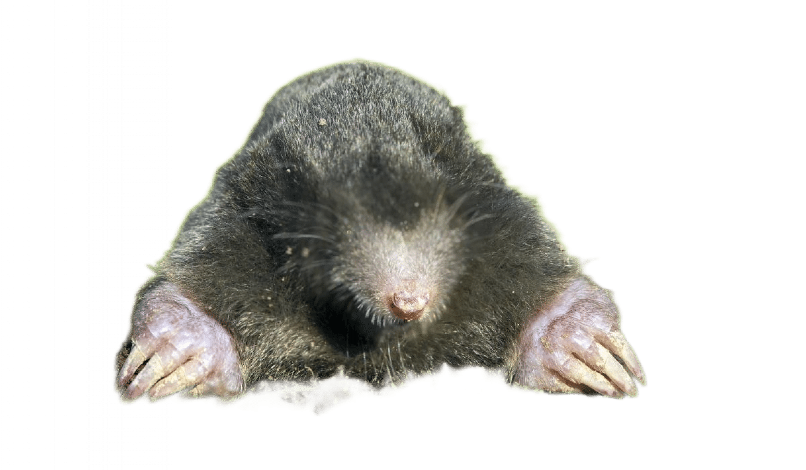 Уничтожение кротов в Москве