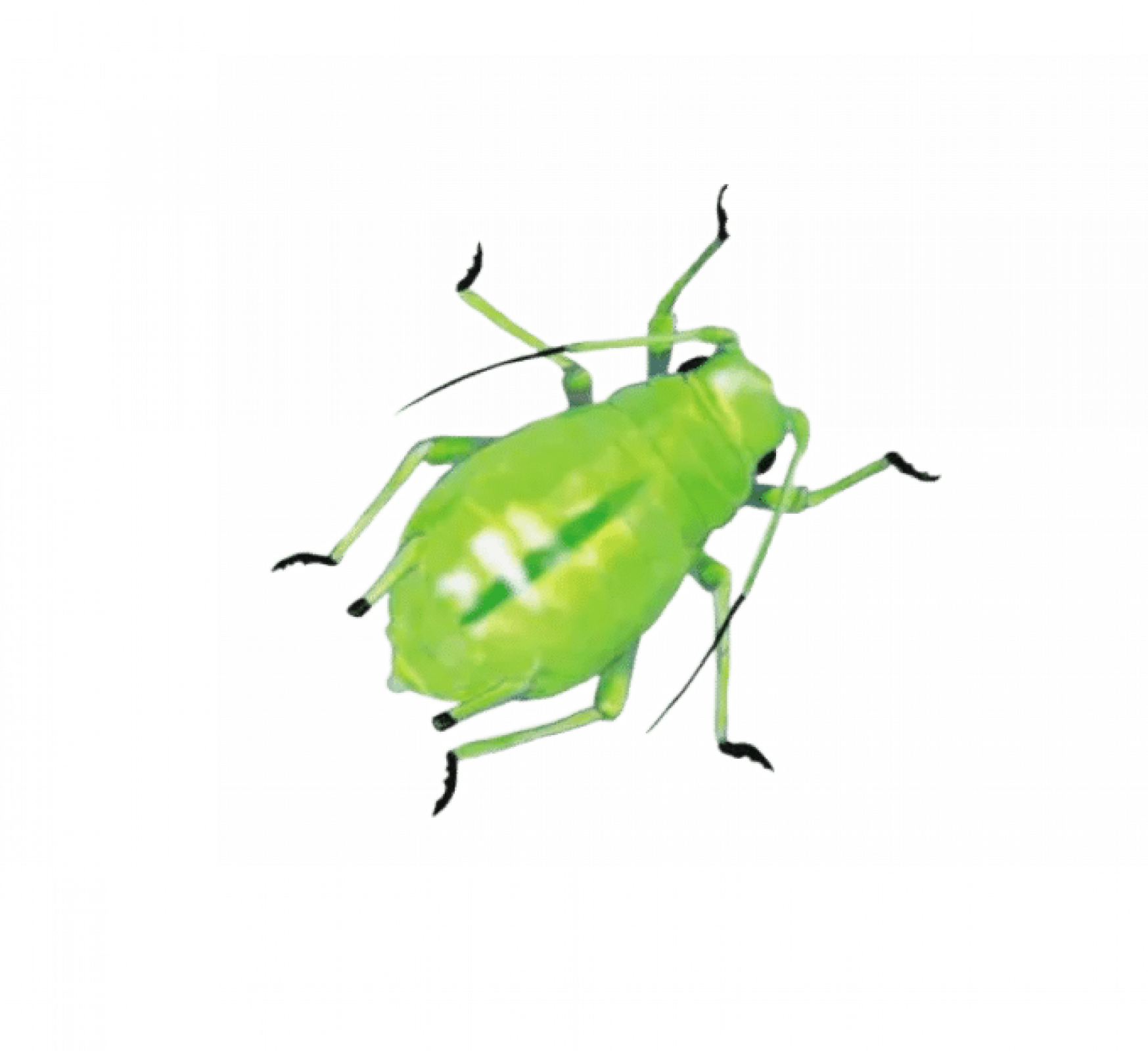 Уничтожение тли в Санкт-Петербурге