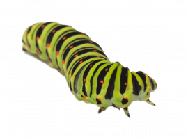 Профессиональное уничтожение гусениц в Санкт-Петербурге! Закажите услуги от DEZKLOPIK и получите ...