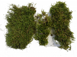 Профессиональное уничтожение мха в Москве с гарантией результата. Эффективные методы и безопаснос...