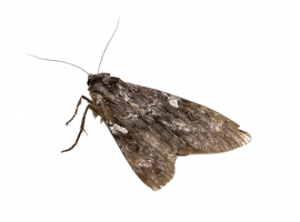 Эффективное уничтожение моли в Москве от DEZKLOPIK. Профессиональные услуги дезинсекции с гаранти...