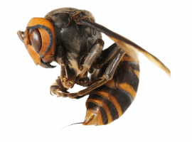 Уничтожение шершней в Москве &ndash; это безопасное и эффективное решение от DEZKLOPIK. Закажите ...