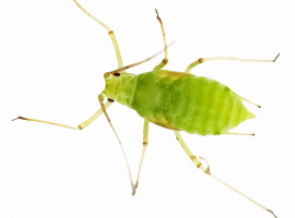 Устали от тли? Закажите эффективную дезинсекцию в Москве от DEZKLOPIK. Безопасные препараты и ски...