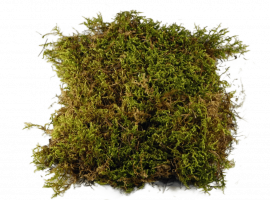 Ищете, как устранить мох на крыше или стенах? Обратитесь к DEZKLOPIK! Эффективные методы уничтоже...