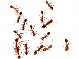 Избавьтесь от назойливых муравьев с DEZKLOPIK! Быстрая и эффективная дезинсекция в Москве с гаран...