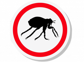 Избавьтесь от блох с помощью DEZKLOPIK! Профессиональная дезинсекция в Москве, безопасные препара...