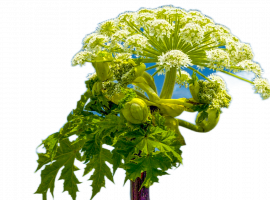 DEZKLOPIK предлагает услуги по уничтожению борщевика в Москве. Надежные методы и специальные преп...