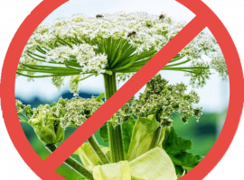 Гербицидная обработка в Санкт-Петербурге от DEZKLOPIK &ndash; эффективное решение для борьбы с со...