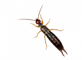 Услуга по уничтожению уховертки в Москве. Профессиональная дезинсекция и консультации. Закажите с...