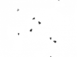 Эффективное уничтожение мошек в Москве с гарантией результата! Заказывайте дезинсекцию от DEZKLOP...