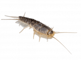 Профессиональная дезинсекция чешуйниц в Санкт-Петербурге от DEZKLOPIK. Гарантии, опытные специали...