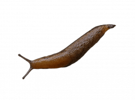 Профессиональная дезинсекция слизняков в Санкт-Петербурге. Эффективные методы и скидка 20% при за...