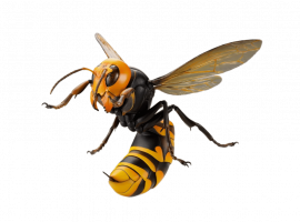 Избавьтесь от шершней с помощью профессиональной дезинсекции от DEZKLOPIK. Быстрая и безопасная у...