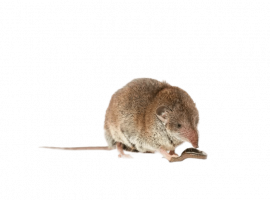 Уничтожение землероек в Санкт-Петербурге от компании DEZKLOPIK. Профессиональный подход и 20% ски...