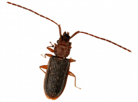 Уничтожение короеда в Петербурге от DEZKLOPIK - быстро, безопасно и эффективно. Заказывайте и пол...