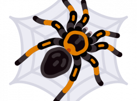 Профессиональная дезинсекция пауков в Санкт-Петербурге с гарантией результата. Безопасные препара...