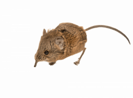 Специализированная служба DEZKLOPIK предлагает уничтожение землероек в Москве. Профессиональные м...