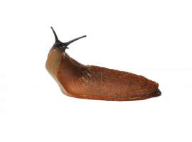 Избавьтесь от слизняков с DEZKLOPIK! Профессиональная дезинсекция с гарантией результата и скидко...