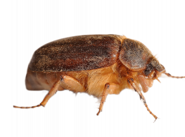 Услуга по уничтожению короеда от DEZKLOPIK в Москве - качественно, быстро и безопасно. Закажите с...