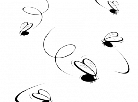 Профессиональная дезинсекция мошек в Санкт-Петербурге с гарантией результата. Закажите сейчас и п...