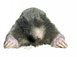 Ищете решение для борьбы с кротами? Услуга уничтожения кротов от DEZKLOPIK обеспечит вам спокойст...