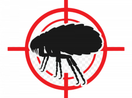 Профессиональная дезинсекция блох в Санкт-Петербурге от DEZKLOPIK. Эффективные методы и скидка 20...