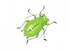 Уничтожение тли в Санкт-Петербурге с гарантией успеха! Обратитесь в DEZKLOPIK и получите 20% скид...