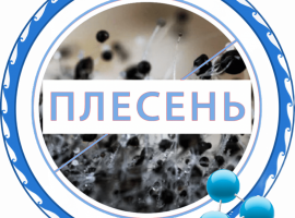 Уничтожение плесени в Санкт-Петербурге от DEZKLOPIK. Профессиональная помощь, безопасность и скид...