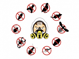 Дезинсекция в Санкт-Петербурге &mdash; надежное устранение насекомых с гарантией. Успейте заказат...