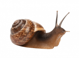 Уничтожение улиток в Москве с безопасными и эффективными средствами. Закажите услуги от DEZKLOPIK...