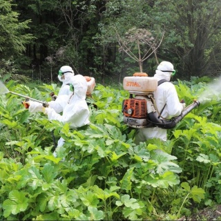 Гербицидная обработка - Уничтожение борщевика