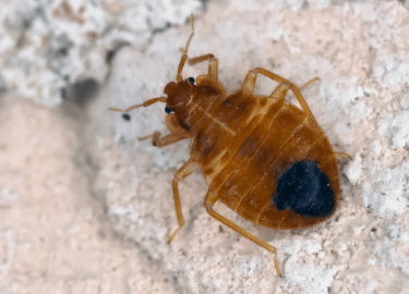 В данной статье мы рассмотрим, как избавиться от клопов в Екатеринбурге, используя как домашние методы, так и профессиональные услуги. Вы узнаете о...