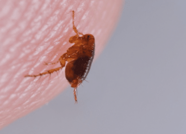 В данной статье мы рассмотрим, как эффективно выбрать средство для уничтожения блох у домашних животных в Челябинске. Мы обсудим основные проблемы,...