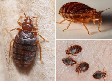 В данной статье мы рассмотрим эффективные методы уничтожения клопов, а также дадим полезные советы по профилактике их появления. Если Вы столкнулис...