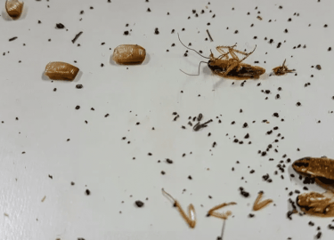 В данной статье мы рассмотрим эффективные методы борьбы с тараканами в офисах Екатеринбурга. Вы узнаете, как выбрать подходящее средство, а также п...