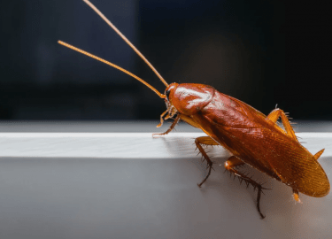 В данной статье мы рассмотрим эффективный метод уничтожения тараканов в квартире в Москве с использованием горячего тумана. Вы узнаете о преимущест...