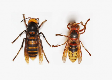 В данной статье мы рассмотрим эффективные методы борьбы с осами и шершнями, а также профилактические меры, которые помогут избежать их появления в ...